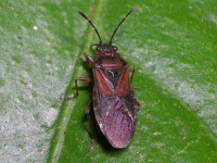 HETEROPTERA: CHIAVI DICOTOMICHE